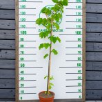 Lipa striebristá (Tilia tomentosa) - výška 130-150 cm, kont. C5L